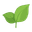 Tea Leaf