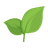 Tea Leaf