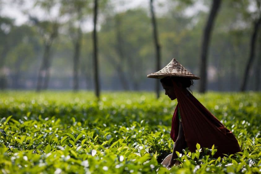 Tea Estates