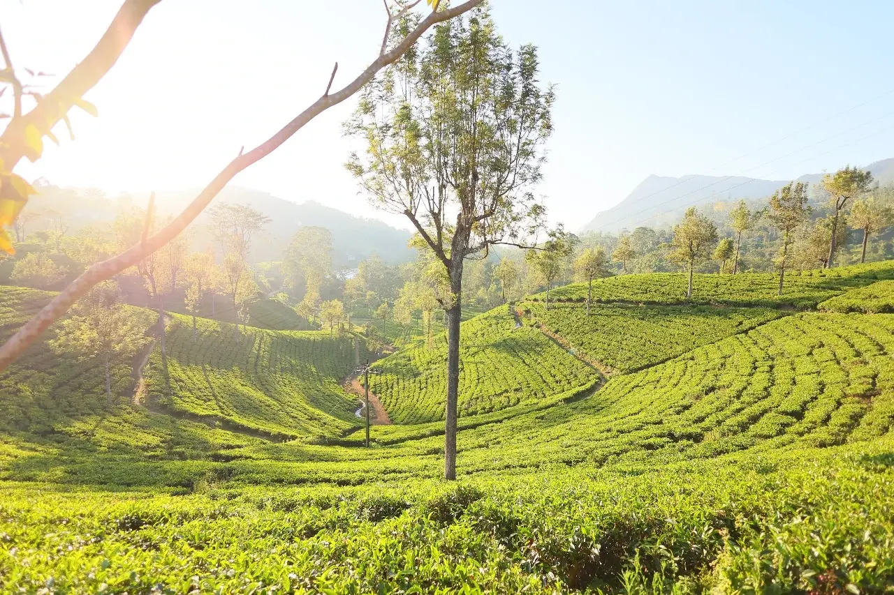 Vintage Ceylon tea plantation