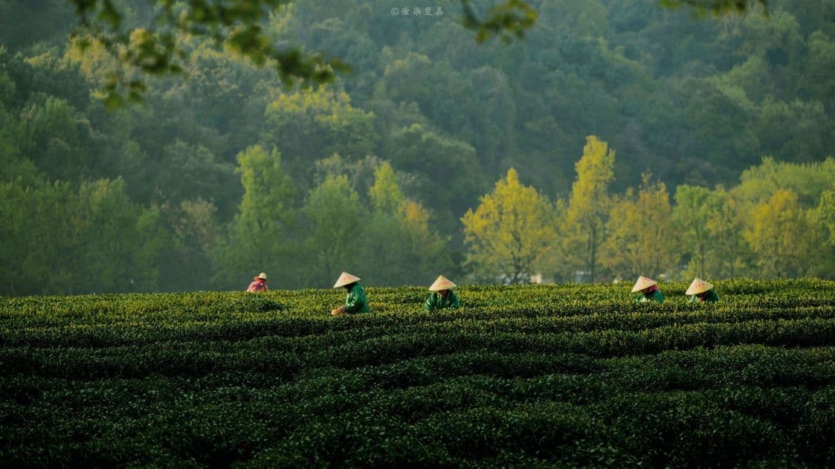 Tea Gardens